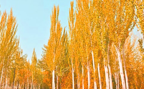 白楊樹(shù)教案教學(xué)設(shè)計(jì)(精選5篇)