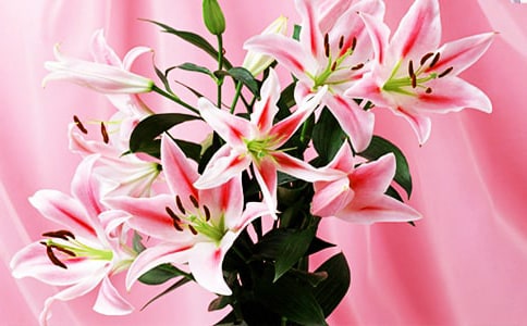 �����ϵİٺϻ��_�x���450��
