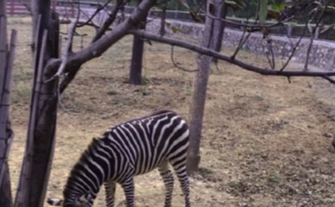 �P(gu��n)�ڶY׌���R������