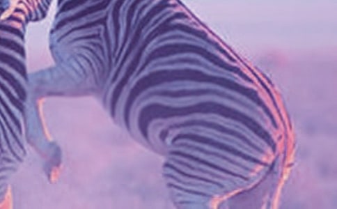 ǧ���R�c���R��������