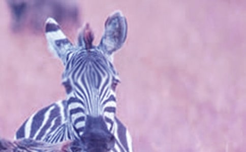 �а����g(sh��)С���R�̰�