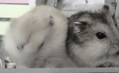 倉(cāng)鼠和主人雜文隨筆