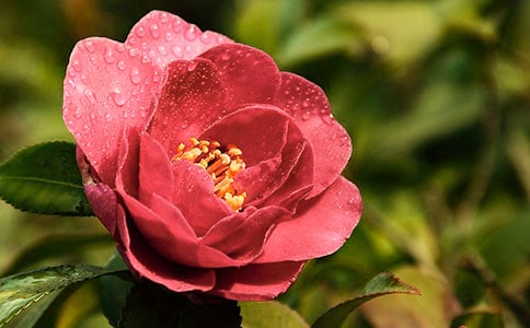 ɽ�軨���ģ����A��