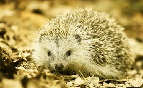 ���Ǻ�С���˯ǰ����