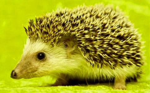 ����u(m��i)�Ǻ��J���D��(xi��)Ԓ