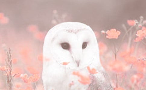 ��ֲ���^����ӛ����200�փ�ƪ
