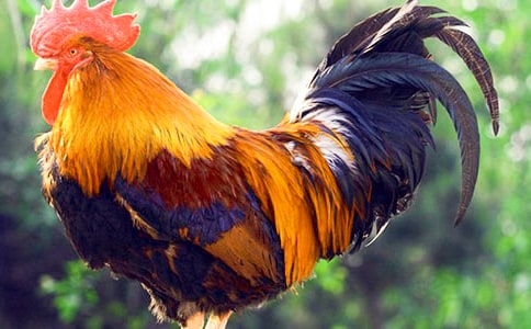 ���u��؈�^���Ġ�(zh��ng)Փ��x��