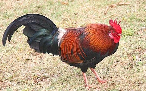 ���u��؈�^���Ġ�(zh��ng)Փ����x��