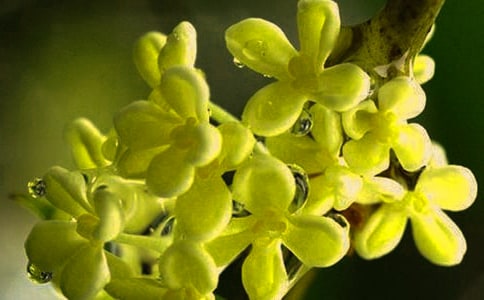 關(guān)于桂花的說(shuō)說(shuō)350句