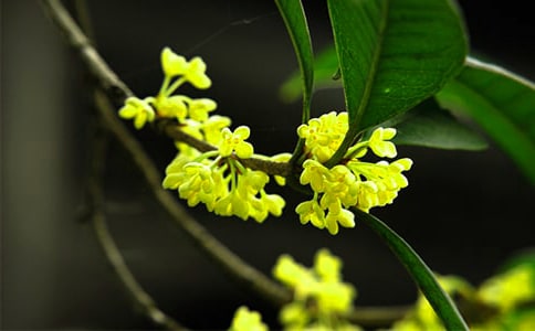 寫桂花樹的作文500字(精選27篇)