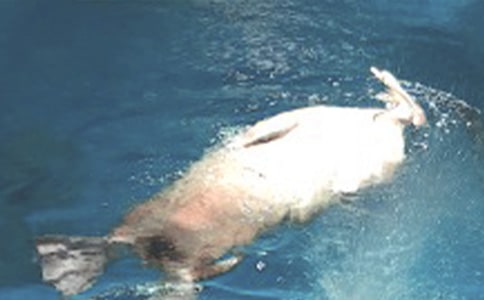 �麣���󹫈@���湥��