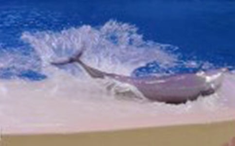 《藍(lán)色的海豚島》讀后感范文5篇