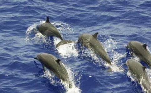 �{(l��n)ɫ�ĺ����u���ģ���Ʒ��