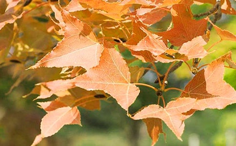 紅葉瘋了