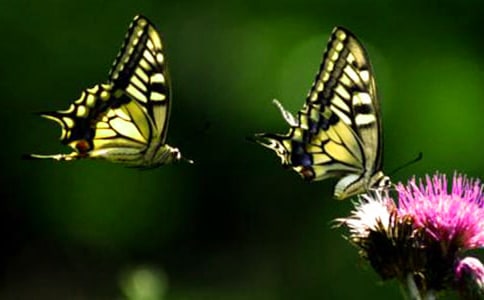 ����Ԣ����ʲô