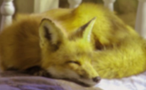 ���f�c��؂�x���