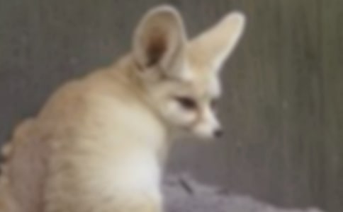 新編烏鴉與狐貍