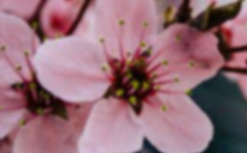 有關(guān)花朵優(yōu)美句子集合80條