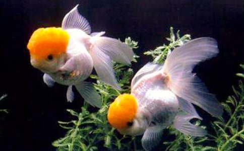 美術畫金魚課件