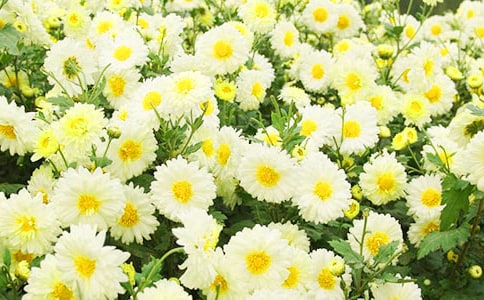 描寫(xiě)美麗菊花的優(yōu)美句子220句