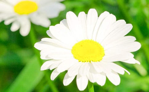 描寫菊花的優(yōu)美句子15篇【熱門】