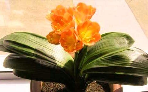 ���˵ľ����m����