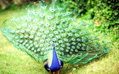 ��ȸ�|���w����15ƪ[���A]