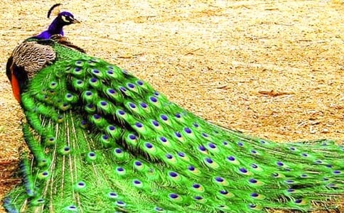 �������Ŀ�ȸ���̰��O(sh��)Ӌ(j��)