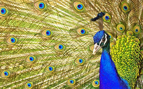 ��ȸ�|���wԭ�ġ����g���p��