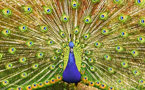 �P(gu��n)�����Ŀ�ȸͯԒ���ģ�ͨ��31ƪ��