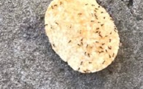 科學(xué)《螞蟻》說課稿(精選5篇)