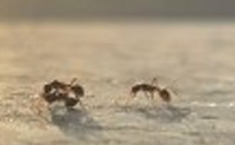 觀察螞蟻?zhàn)魑模▋?yōu)選3篇)