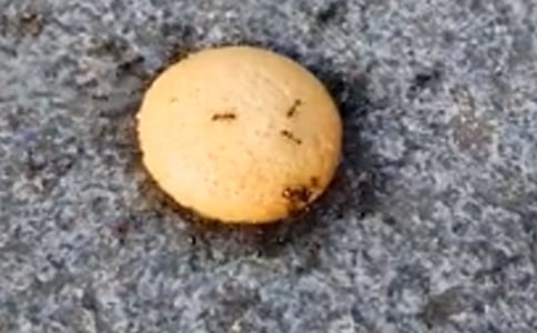 ��һֻΛρ���������顷550���x���