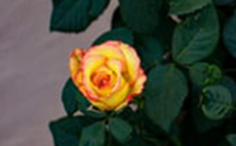 ��ή��õ�廨�f(shu��)�f(shu��)�����x150�䣩