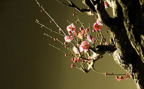 梅花個性詩歌座右銘(通用60句)