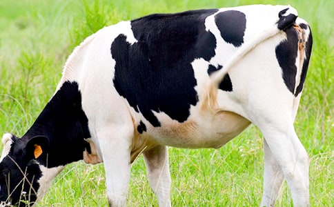 �����x��ţ����ӽ̌W��˼