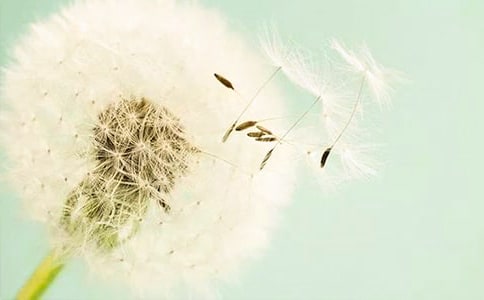 《會飛的蒲公英》讀后感