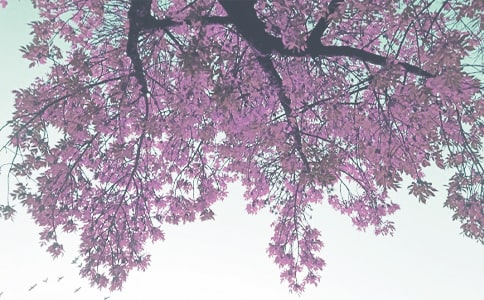 走進(jìn)秋季抵達(dá)愛的天堂詩(shī)歌