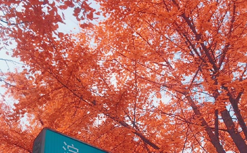 秋日的溫暖心情隨筆