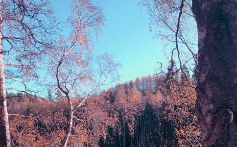 秋日的雨心情隨筆
