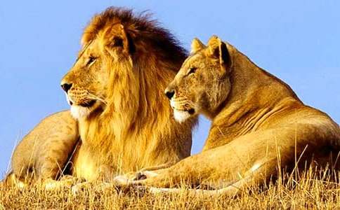 《獅子王》教案與反思