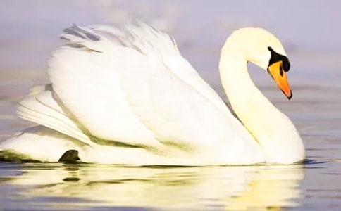 ����С̖(h��o)�����Z���x���