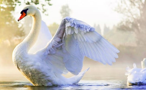 天鵝美術(shù)課件