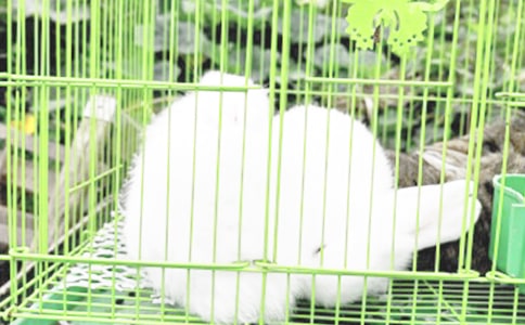 �а�ƌW(xu��)�̰��ɐ۵�����