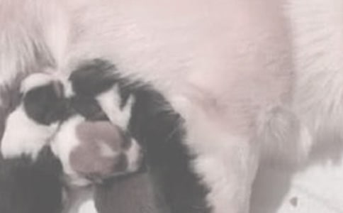 ӡ�������ţ�����l����ι�̿�����