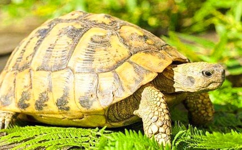 描寫(xiě)小烏龜?shù)淖魑模ㄍㄓ?1篇)