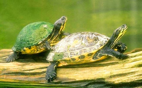 描寫(xiě)小烏龜?shù)淖魑木x15篇