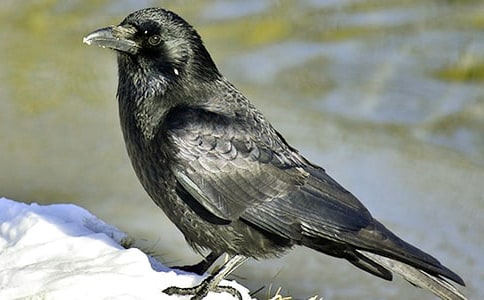 (��)���f��ˮ�Ĺ���