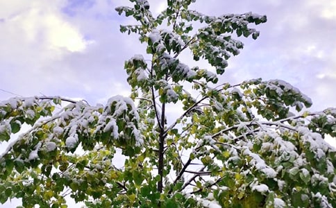 下雪好句摘抄