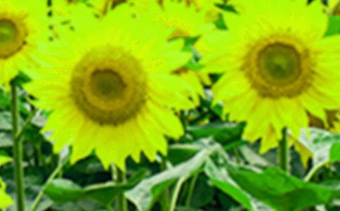 �峿�����տ�ꖹ�DƬ